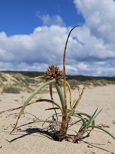 Image of Cyperus capitatus by (c) Alessia Guggisberg, some rights reserved (CC BY-SA)