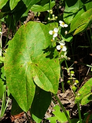 Sagittaria australis