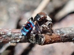 Maratus karrie