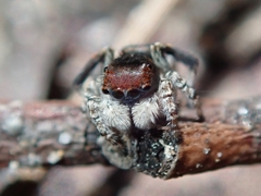 Maratus karrie