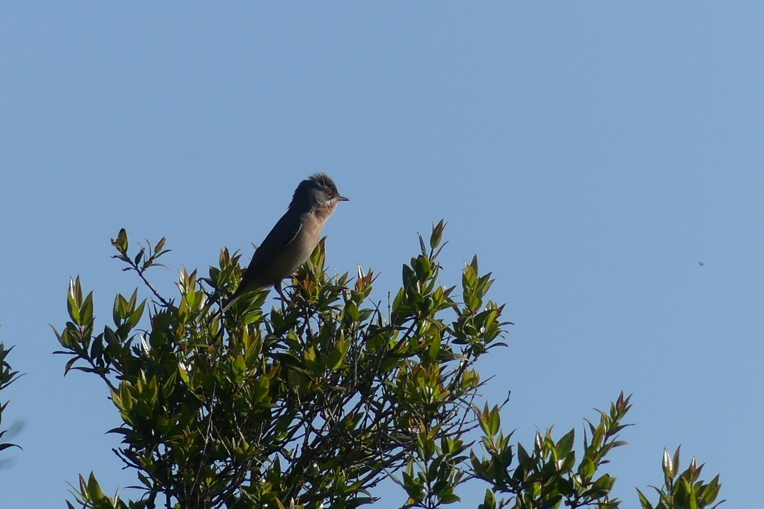 Moltoni's Warbler (Curruca subalpina), photo 7