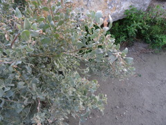 Atriplex portulacoides