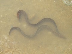 Gymnothorax pseudothyrsoideus