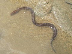 Gymnothorax pseudothyrsoideus