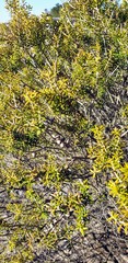 Melaleuca lanceolata