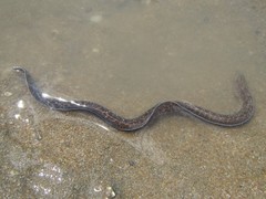 Gymnothorax pseudothyrsoideus