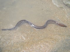 Gymnothorax pseudothyrsoideus