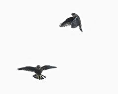 Falco columbarius suckleyi