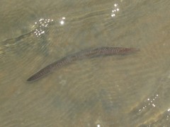 Gymnothorax pseudothyrsoideus