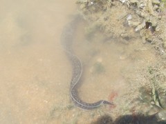 Gymnothorax pseudothyrsoideus