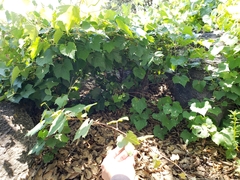 Vitis arizonica