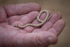 Dipsina multimaculata