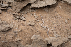 Dipsina multimaculata