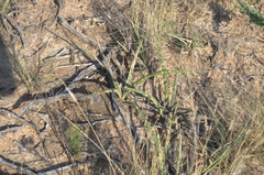 Sansevieria aethiopica