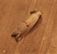 Epiblema grossbecki