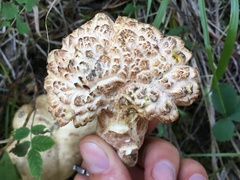 Albatrellaceae
