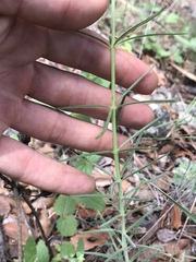 Brachystigma wrightii