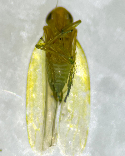 Hebata decipiens