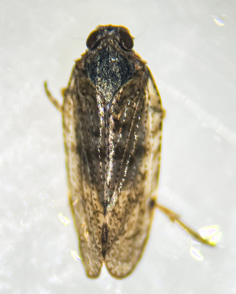 Cixius dubius