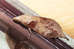 Kunugia florimaculata