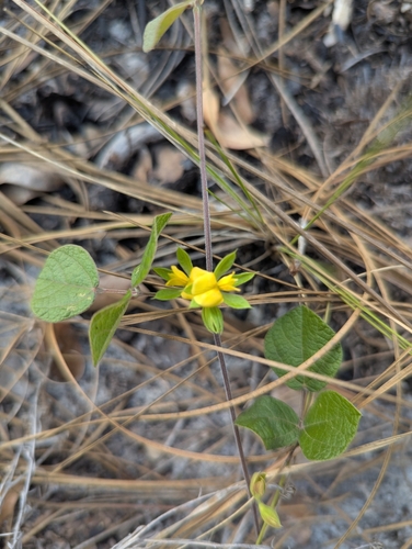 Image of Rhynchosia cinerea by (c) Robert Guralnick, some rights reserved (CC BY)
