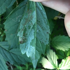 Phyllocnistis ampelopsiella