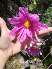 Dahlia sherffii