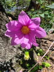 Dahlia sherffii