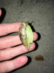 Phyllocnistis meliacella