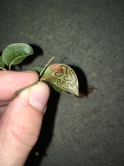 Phyllocnistis meliacella