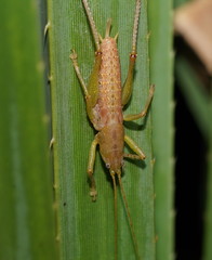 Austrosalomona destructor