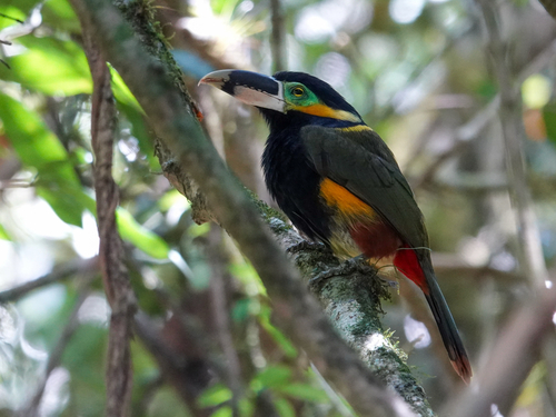 Gould's Toucanet