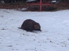 Castor canadensis