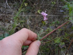 Centranthus lecoqii