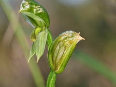 Pterostylis smaragdyna