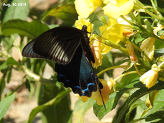 Papilio dehaanii