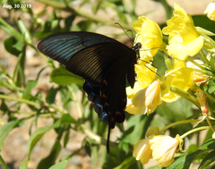 Papilio dehaanii