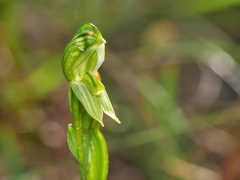 Pterostylis smaragdyna