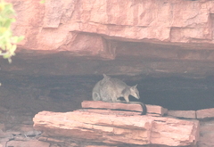 Petrogale brachyotis