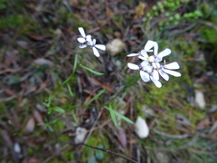 Iberis linifolia violletii