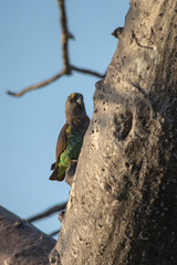 Poicephalus meyeri