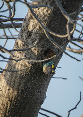 Poicephalus meyeri