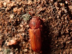 Bitoma crenata