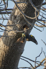 Poicephalus meyeri
