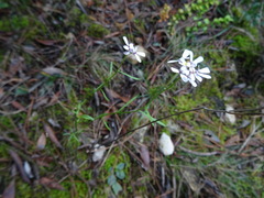Iberis linifolia violletii