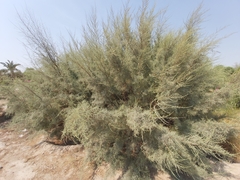 Tamarix aucheriana