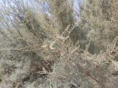 Tamarix aucheriana