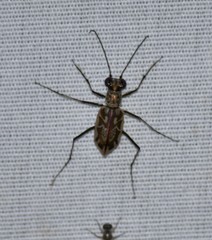 Ellipsoptera hamata