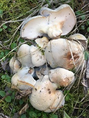 Albatrellaceae