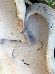 Albatrellaceae